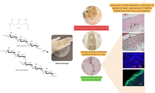 Graphical abstract: α-Terpineol loaded, electron beam crosslinked polyvinyl alcohol/tapioca starch hydrogel sheets; fabrication, characterization and evaluation of wound healing potential on a full thickness acid burn wound