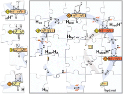 Graphical abstract: The missing pieces in the catalytic cycle of [FeFe] hydrogenases