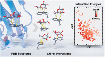 Graphical abstract: The energetic landscape of CH–π interactions in protein–carbohydrate binding