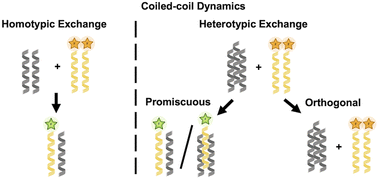 Graphical abstract: Exchange, promiscuity, and orthogonality in de novo designed coiled-coil peptide assemblies