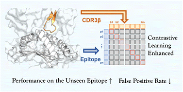Graphical abstract: TRAP: a contrastive learning-enhanced framework for robust TCR–pMHC binding prediction with improved generalizability