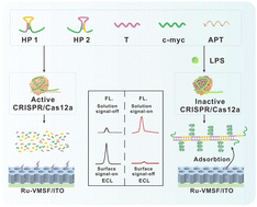 Graphical abstract: CRISPR/Cas12a-powered nanoconfined biosensing platform with hybrid chain reaction cascading guanine nanowire amplification for ultrasensitive dual-mode detection of lipopolysaccharide