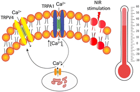Graphical abstract: Real-time monitoring of mitochondrial temperature and calcium spikes using fluorescent organic probes