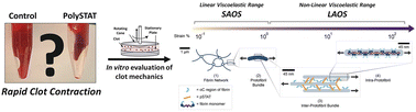 Graphical abstract: Investigating PolySTAT's role in clot contraction and fibrin network mechanics