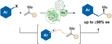 Graphical abstract: Photoenzymatically-induced asymmetric hydroarylation of alkenes with (hetero)aryl halides