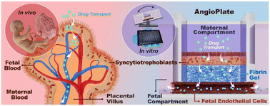 Graphical abstract: Late-stage placental barrier model for transport studies of prescription drugs during pregnancy