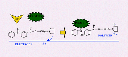 Graphical abstract: An electrogenerated poly(pyrrole-benzophenone) film for the photografting of proteins