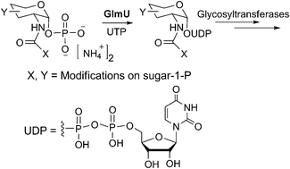Graphical abstract: Enzymatic synthesis of UDP-GlcNAc/UDP-GalNAc analogs using N-acetylglucosamine 1-phosphate uridyltransferase (GlmU)