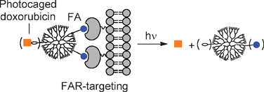 Graphical abstract: Light-controlled release of caged doxorubicin from folate receptor-targeting PAMAMdendrimer nanoconjugate