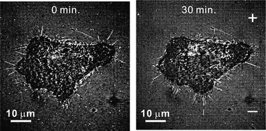 Graphical abstract: Asymmetric cancer-cell filopodium growth induced by electric-fields in a microfluidic culture chip