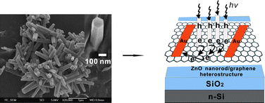 Graphical abstract: A highly sensitive ultraviolet sensor based on a facile in situ solution-grown ZnO nanorod/graphene heterostructure