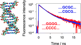 Graphical abstract: Long-lived fluorescence of homopolymeric guanine–cytosine DNA duplexes