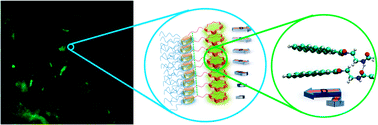 Graphical abstract: Fluorescent coronene monoimide gels via H-bonding induced frustrated dipolar assembly