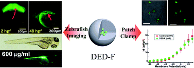 Graphical abstract: Optical tracking and biocompatibility assessment of nanoparticles from triblock copolymer encapsulating-dye complexes