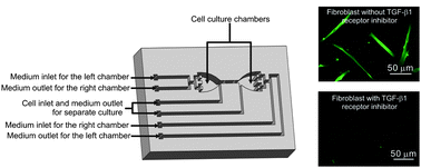 Graphical abstract: Analysis of the paracrine loop between cancer cells and fibroblasts using a microfluidic chip
