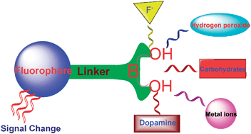 Graphical abstract: Recognition and sensing of various species using boronic acid derivatives