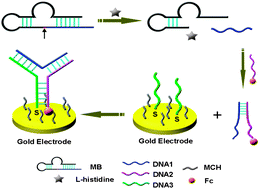 Graphical abstract: A proximity-dependent surface hybridization strategy for constructing an efficient signal-on electrochemical DNAzyme sensing system
