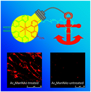 Graphical abstract: Cyclometalated iridium(iii) polypyridine dibenzocyclooctyne complexes as the first phosphorescent bioorthogonal probes