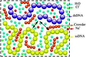 Graphical abstract: Crowding effect on DNA melting: a molecular thermodynamic model with explicit solvent
