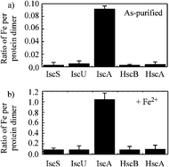 Graphical abstract: Iron binding activity is essential for the function of IscA in iron–sulphur cluster biogenesis