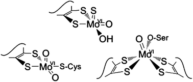 Graphical abstract: The molybdenum oxotransferases and related enzymes