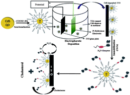 Graphical abstract: Electrophoretically deposited CdS quantum dots based electrode for biosensor application