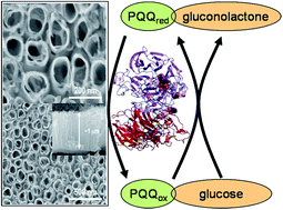 Graphical abstract: Semimetallic TiO2 nanotubes: new interfaces for bioelectrochemical enzymatic catalysis