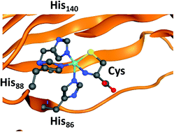 Graphical abstract: Axial and equatorial ligand effects on biomimetic cysteine dioxygenase model complexes