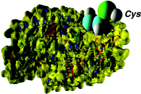 Graphical abstract: Chromobacterium violaceum ω-transaminase variant Trp60Cys shows increased specificity for (S)-1-phenylethylamine and 4′-substituted acetophenones, and follows Swain–Lupton parameterisation