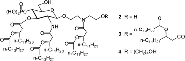 Graphical abstract: Synthesis and immunostimulatory activity of diethanolamine-containing lipid A mimics