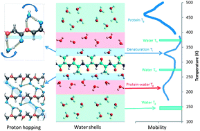 Graphical abstract: Water mediated proton hopping empowers proteins
