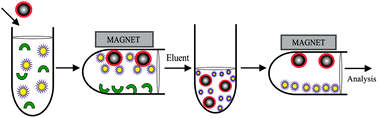 Graphical abstract: Au nanoparticle grafted thiol modified magnetic nanoparticle solid phase extraction coupled with high performance liquid chromatography for determination of steroid hormones in human plasma and urine