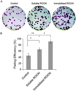Graphical abstract: The effect of Rho-associated kinase inhibition on the proteome pattern of dissociated human embryonic stem cells