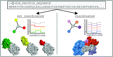 Graphical abstract: Co-expression and co-localization of hub proteins and their partners are encoded in protein sequence