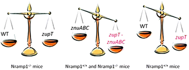 Graphical abstract: The ZupT transporter plays an important role in zinc homeostasis and contributes to Salmonella enterica virulence
