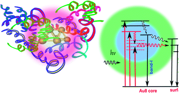 Graphical abstract: Fluorescence origin and spectral broadening mechanism in atomically precise Au8 nanoclusters