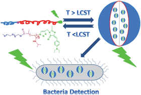 Graphical abstract: Temperature-induced fluorescence enhancement of GFP chromophore containing copolymers for detection of Bacillus thermophilus