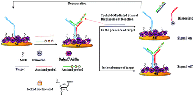 Graphical abstract: Ultraselective electrochemiluminescence biosensor based on locked nucleic acid modified toehold-mediated strand displacement reaction and junction-probe