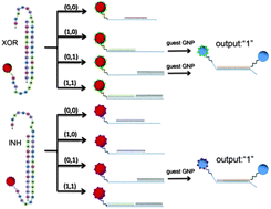 Graphical abstract: Toehold-mediated DNA logic gates based on host–guest DNA-GNPs