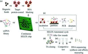 Graphical abstract: Selection of aptamers specific for glycated hemoglobin and total hemoglobin using on-chip SELEX