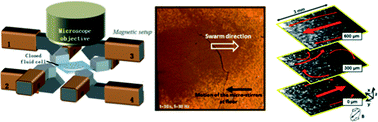 Graphical abstract: Strong vortical flows generated by the collective motion of magnetic particle chains rotating in a fluid cell