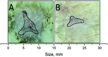 Graphical abstract: A synergistic biocomposite for wound healing and decreasing scar size based on sol–gel alumina