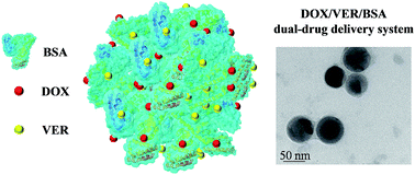 Graphical abstract: A self-assembled albumin based multiple drug delivery nanosystem to overcome multidrug resistance