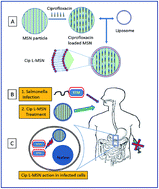 Graphical abstract: Lipid coated mesoporous silica nanoparticles as an oral delivery system for targeting and treatment of intravacuolar Salmonella infections