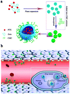 Graphical abstract: Self-assembled zein–sodium carboxymethyl cellulose nanoparticles as an effective drug carrier and transporter
