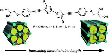 Graphical abstract: Synthesis and self-assembly of 5,5′-bis(phenylethynyl)-2,2′-bithiophene-based bolapolyphiles in triangular and square LC honeycombs