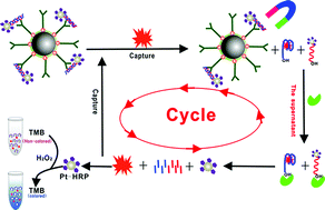 Graphical abstract: A triple-amplification colorimetric assay for antibiotics based on magnetic aptamer–enzyme co-immobilized platinum nanoprobes and exonuclease-assisted target recycling