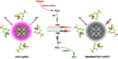 Graphical abstract: Fenton reaction-mediated fluorescence quenching of N-acetyl-l-cysteine-protected gold nanoclusters: analytical applications of hydrogen peroxide, glucose, and catalase detection