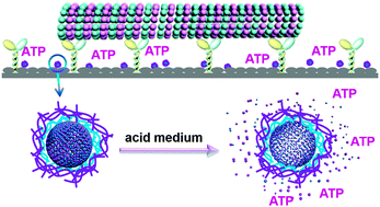 Graphical abstract: pH responsive ATP carriers to drive kinesin movement