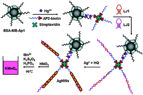 Graphical abstract: A novel colorimetric sensor for Hg2+ based on hybridization chain reaction and silver nanowire amplification